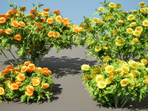 Marigolds Flowers 3D Model