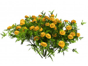 Marigolds Flowers 3D Model