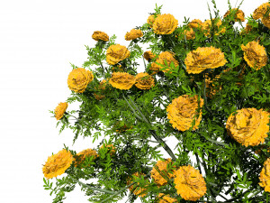 Marigolds Flowers 3D Model