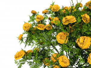 Marigolds Flowers 3D Model
