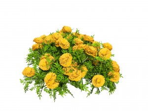 Marigolds Flowers 3D Model