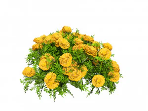 Marigolds Flowers 3D Model