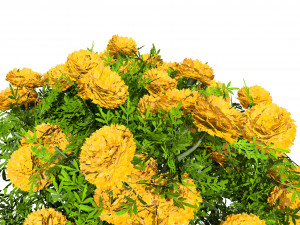 Marigolds Flowers 3D Model