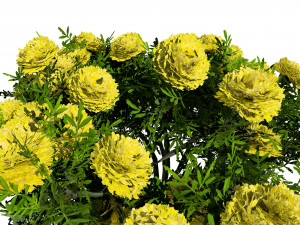 Marigolds Flowers 3D Model
