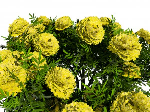 Marigolds Flowers 3D Model