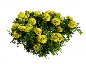 Marigolds Flowers 3D Model