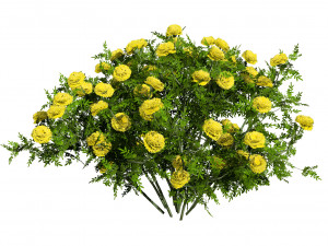 Marigolds Flowers 3D Model