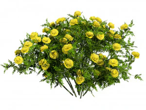 Marigolds Flowers 3D Model
