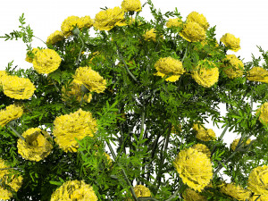 Marigolds Flowers 3D Model
