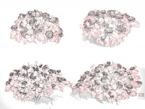 Marigolds Flowers 3D Model