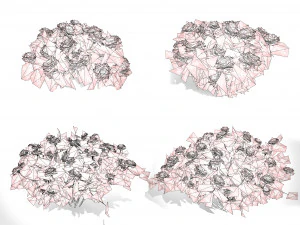 Marigolds Flowers 3D Model