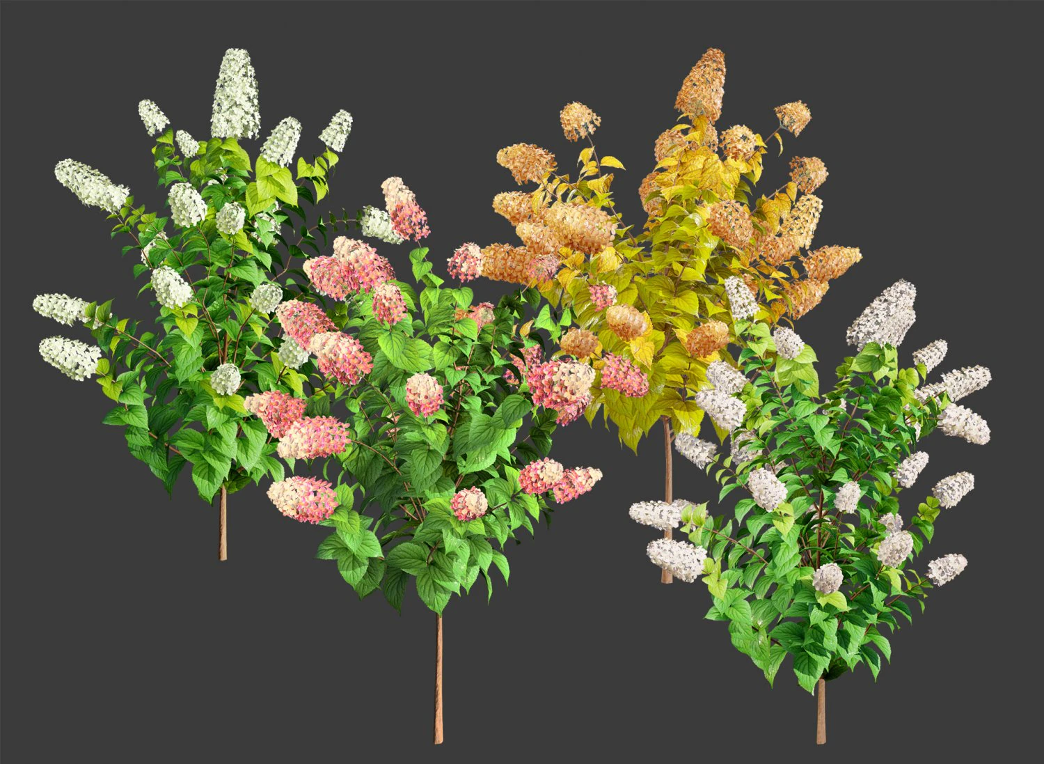 Blooming Limelight Hydrangea with Free 3D Model .c4d .max .obj .3ds .fbx .stl .blend 