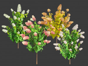 Blooming Limelight Hydrangea with Free 3D मॉडल