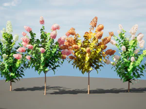 Blooming Limelight Hydrangea with Free 3D Model