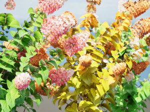 Blooming Limelight Hydrangea with Free 3D Model