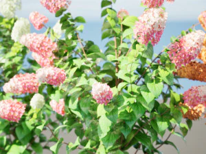 Blooming Limelight Hydrangea with Free 3D Model