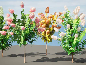Blooming Limelight Hydrangea with Free 3D Model