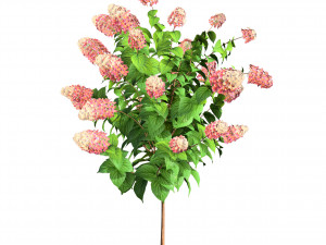Blooming Limelight Hydrangea with Free Modèle 3D