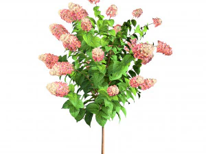 Blooming Limelight Hydrangea with Free 3D Model