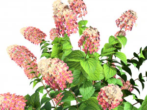 Blooming Limelight Hydrangea with Free 3D Model