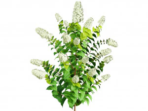 Blooming Limelight Hydrangea with Free 3D Model