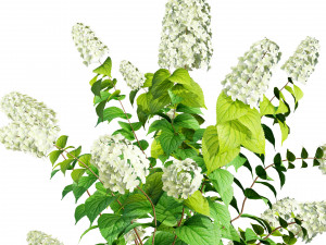Blooming Limelight Hydrangea with Free Modèle 3D