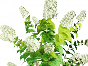 Blooming Limelight Hydrangea with Free 3D Model