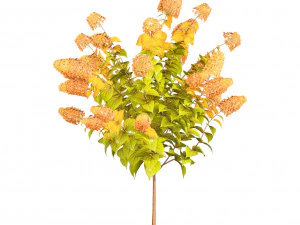 Blooming Limelight Hydrangea with Free 3D Model