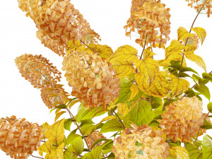 Blooming Limelight Hydrangea with Free Modèle 3D