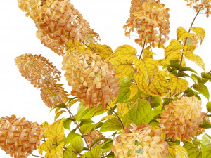 Blooming Limelight Hydrangea with Free 3D Model