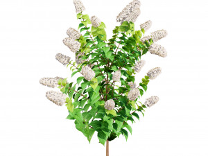 Blooming Limelight Hydrangea with Free Modèle 3D