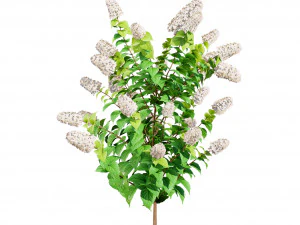 Blooming Limelight Hydrangea with Free 3D Model