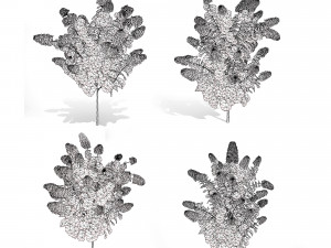 Blooming Limelight Hydrangea with Free Modèle 3D