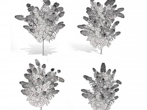 Blooming Limelight Hydrangea with Free 3D Model