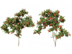 클래식 플라멩코 Campsis Radicans Vine s 3D 모델