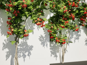 Classic Flamenco Campsis Radicans Vine s 3D Модель