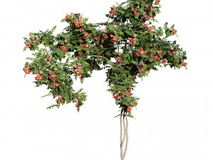 Classic Flamenco Campsis Radicans Vine s 3D Модель