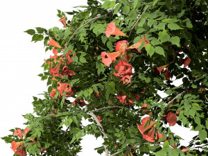 Classic Flamenco Campsis Radicans Vine s 3D Модель