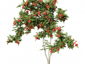 Classic Flamenco Campsis Radicans Vine s 3D Модель