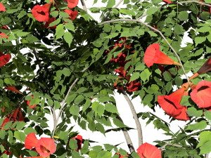 Classic Flamenco Campsis Radicans Vine s 3D Модель