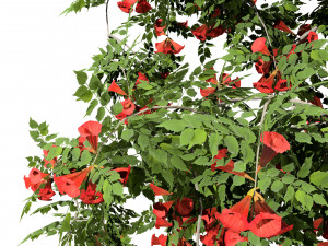Classic Flamenco Campsis Radicans Vine s 3D Модель