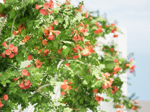 Classic Flamenco Campsis Radicans Vine s 3D Модель