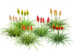 Red Hot Poker Striking Flowers 3D Модель