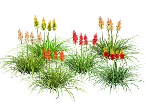 레드 핫 포커 눈에 띄는 꽃 3D 모델