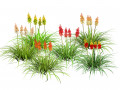 Red Hot Poker Striking Flowers 3D 모델
