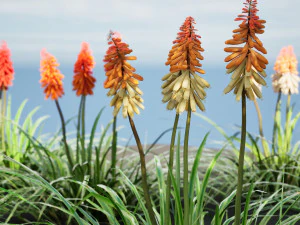 Red Hot Poker Striking Flowers 3D Model