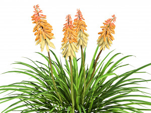 Red Hot Poker Striking Flowers Modelo 3D