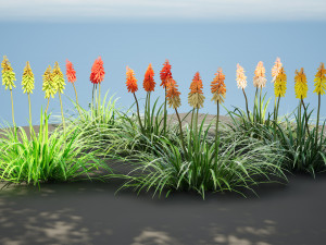 Red Hot Poker Striking Flowers Modelo 3D