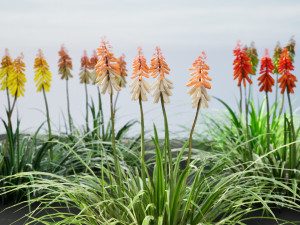 Red Hot Poker Striking Flowers Modelo 3D