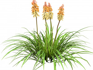 Red Hot Poker Striking Flowers Modelo 3D